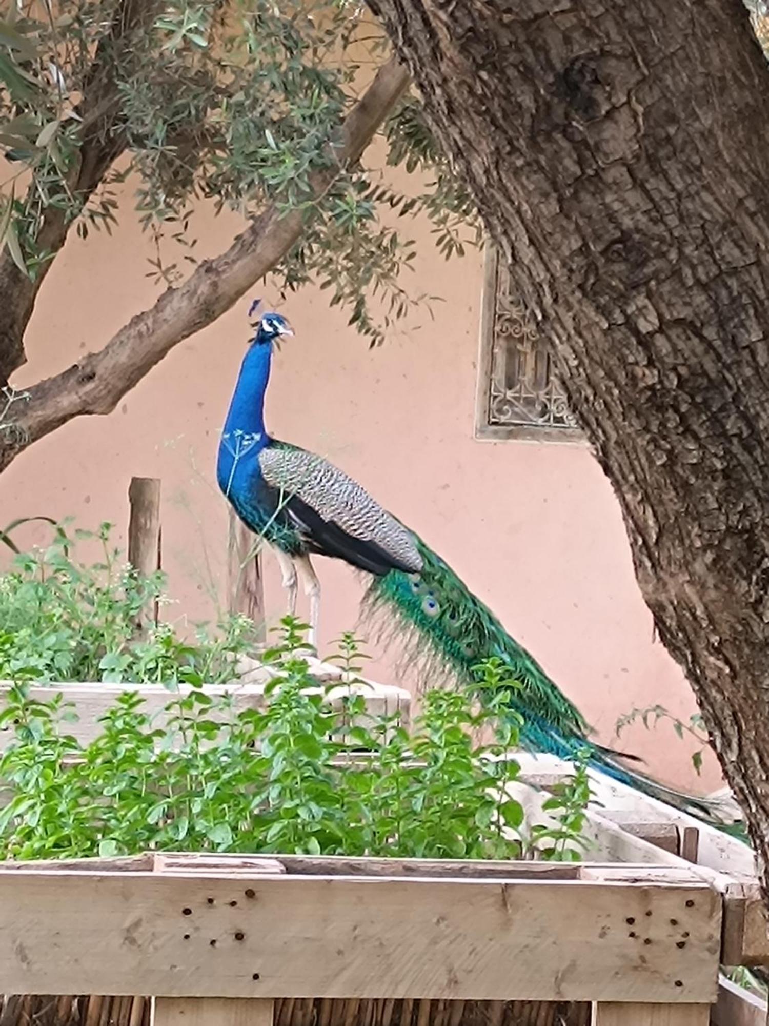 Jardin Sakina - Centre De Bien-Etre & Soins Holistiques - Chambre D'Hotes Bed and Breakfast Marrakesh Exterior foto