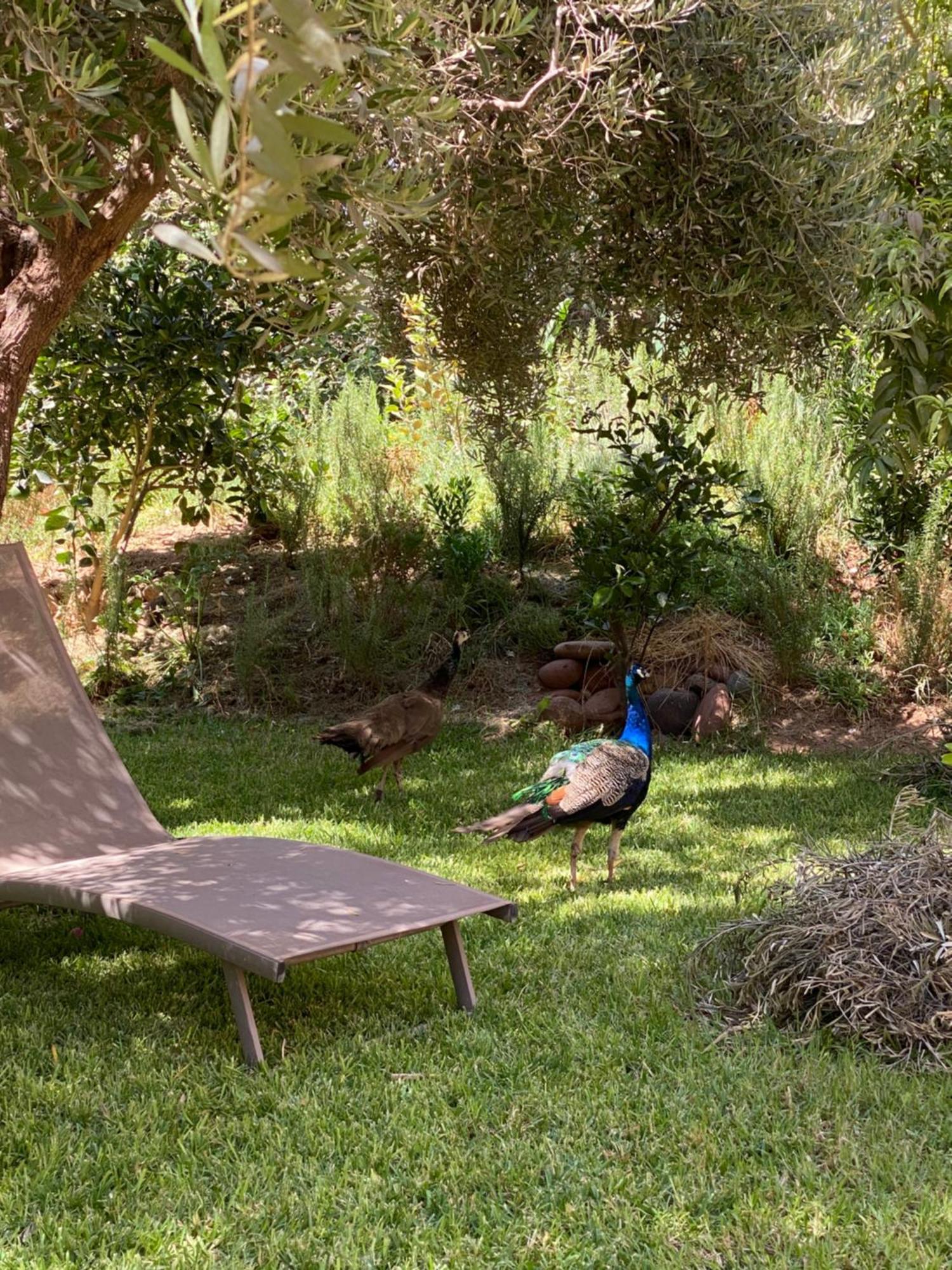 Jardin Sakina - Centre De Bien-Etre & Soins Holistiques - Chambre D'Hotes Bed and Breakfast Marrakesh Exterior foto