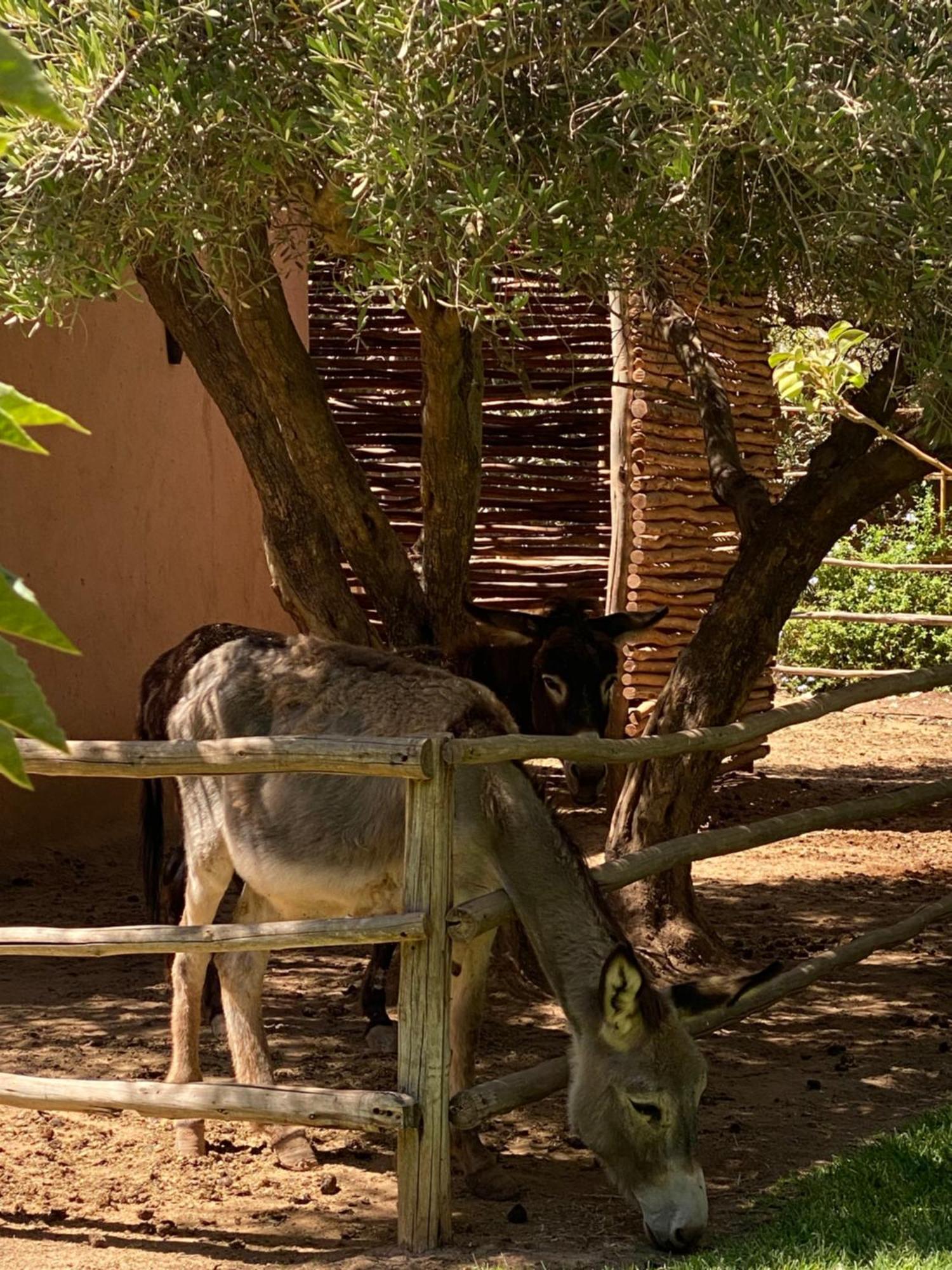 Jardin Sakina - Centre De Bien-Etre & Soins Holistiques - Chambre D'Hotes Bed and Breakfast Marrakesh Exterior foto